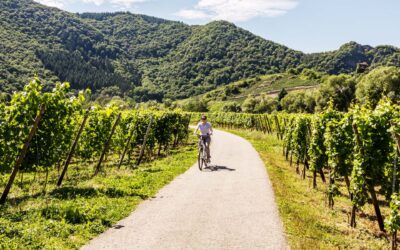 Bike & Wine Tour